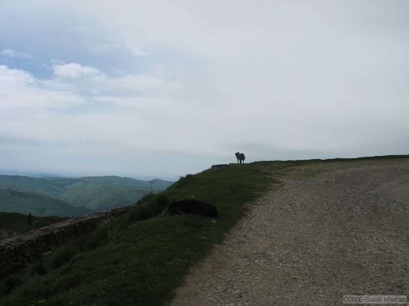 IMG_1316.jpg