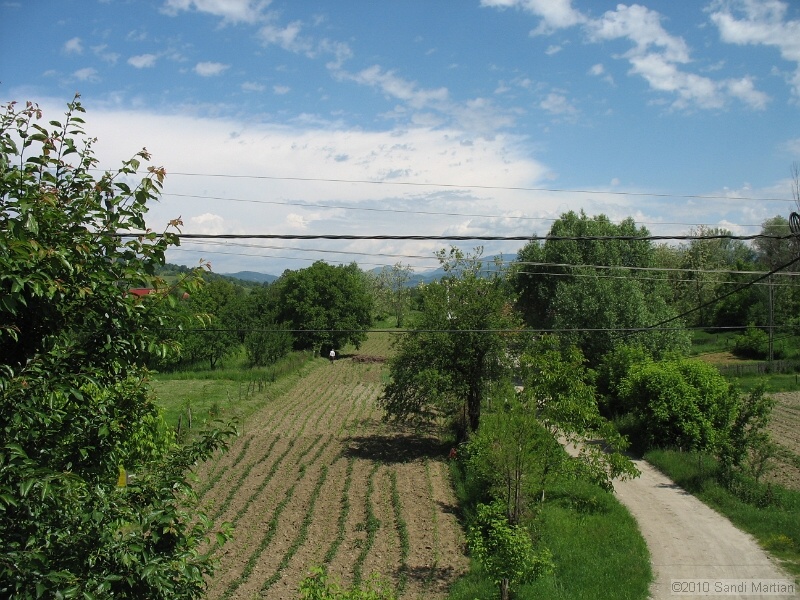 IMG_1233.jpg