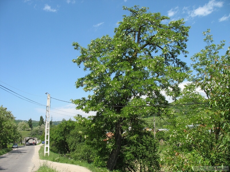 IMG_1234.jpg