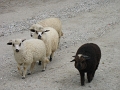IMG_1318