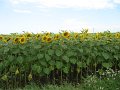 IMG_6146
