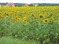 IMG_6150