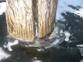 IMG_3907