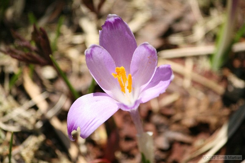 IMG_7795.JPG