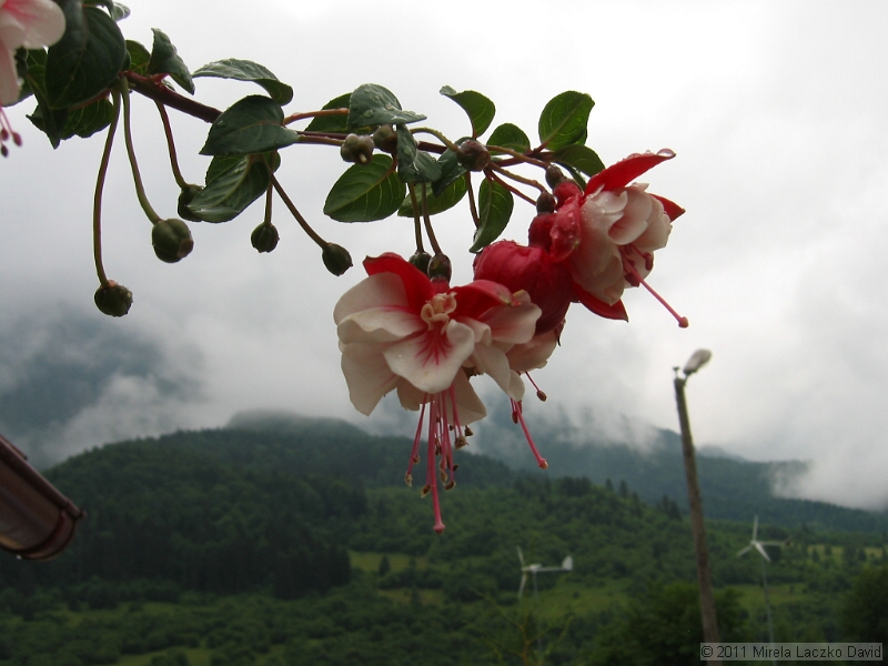 IMG_7265.JPG