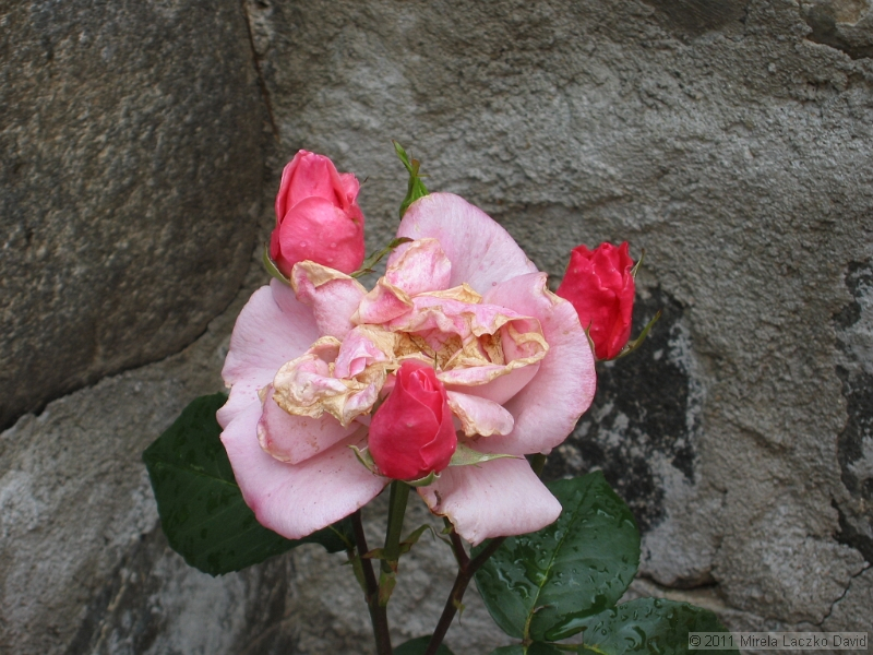 IMG_7289.JPG