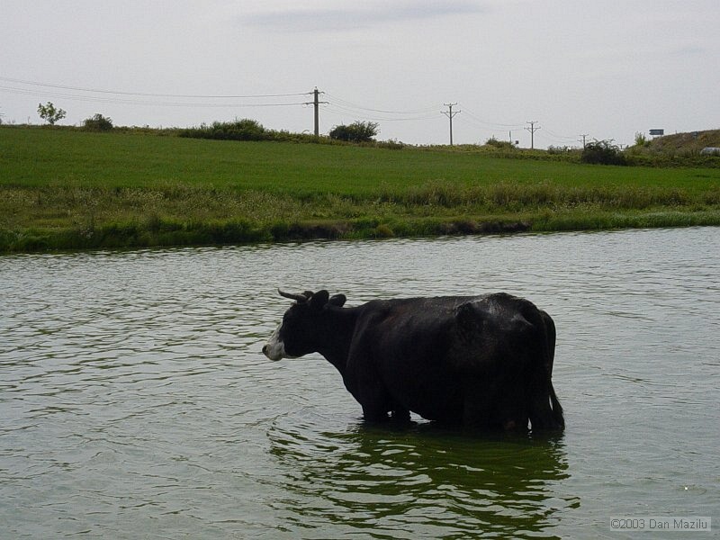 mare2003_002.JPG