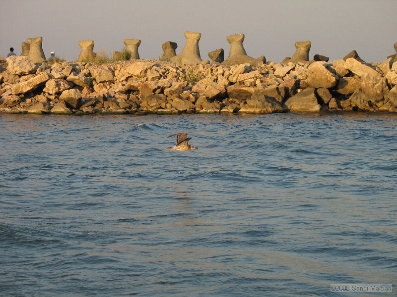 IMG_2458.jpg