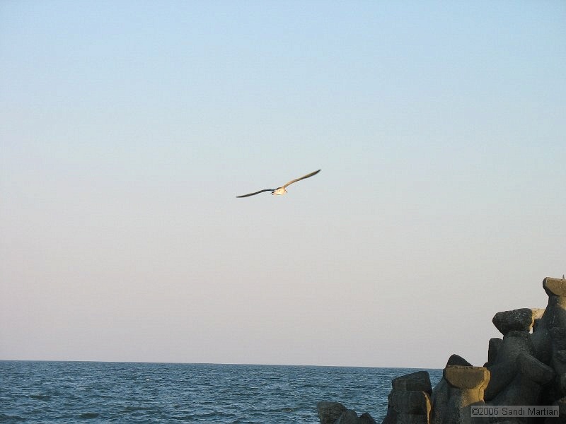 IMG_2459.jpg