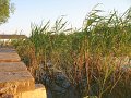 IMG_2413