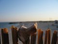 IMG_2449