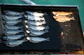 IMG_7131