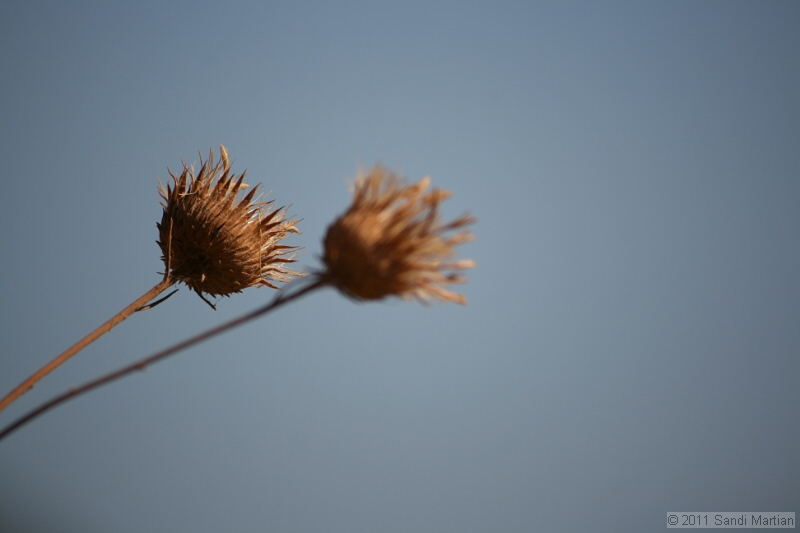 IMG_5120.JPG