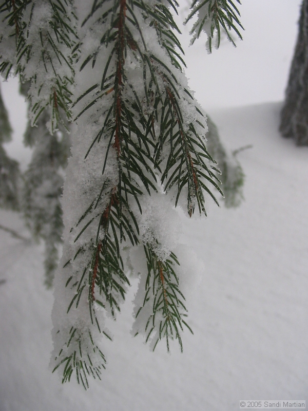 IMG_4270.jpg