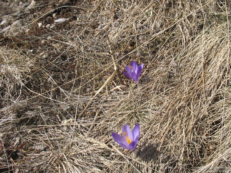 IMG_4410.jpg