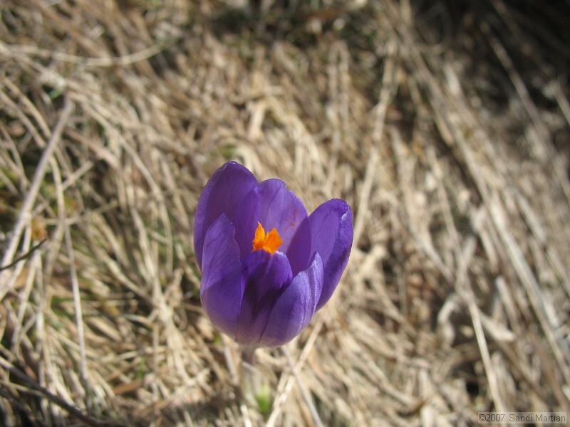 IMG_4481.jpg
