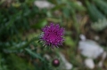 IMG_9820