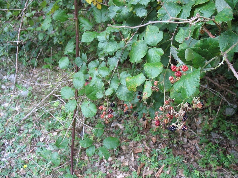 IMG_1745.jpg