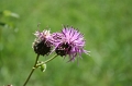 IMG_1800