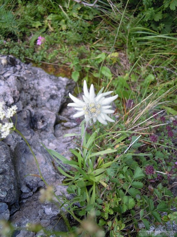 DSCN3547.jpg