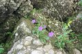 IMG_5888
