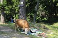 IMG_0517