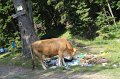 IMG_0518