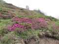 IMG_0387