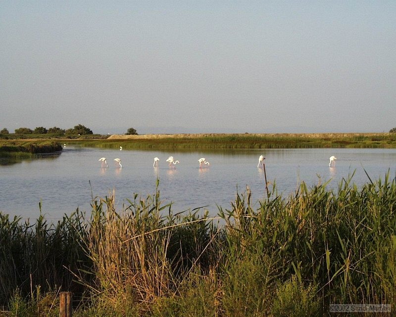 009.Flamingo_in_Camargue.jpg