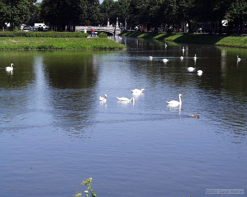 097.Lebede_luand_pranzul.jpg