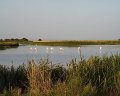 009.Flamingo_in_Camargue