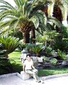 022.Sub_un_palmier