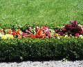080.Flori_in_gradina