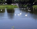 097.Lebede_luand_pranzul
