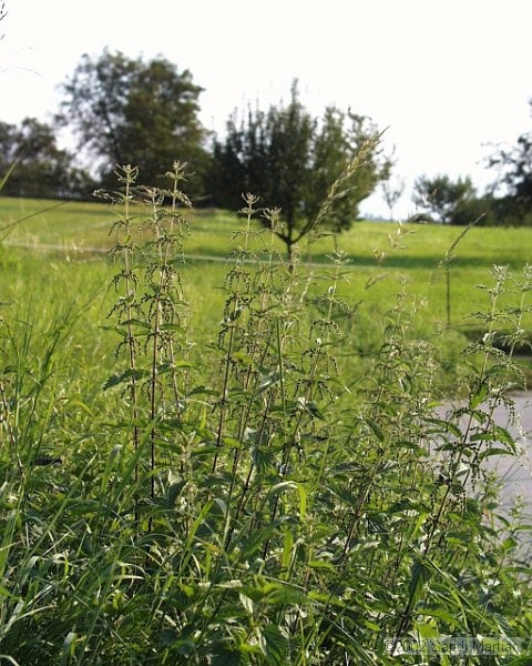 PIC00048.JPG