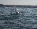 PIC00078