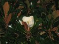 IMG_2778