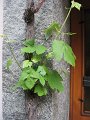 IMG_1465