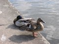 IMG_1607