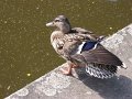 IMG_1609