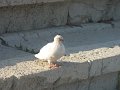 IMG_7036