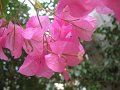 IMG_7595