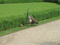 IMG_5421