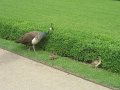 IMG_5426