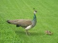 IMG_5432