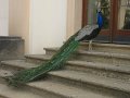 IMG_5438