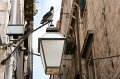 IMG_0498