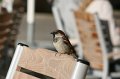IMG_4030