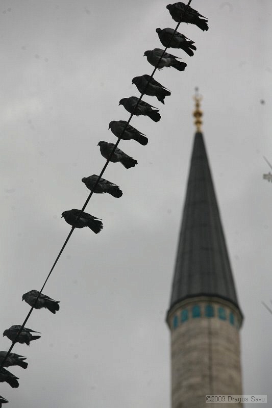 IMG_9519.JPG