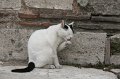 IMG_1218